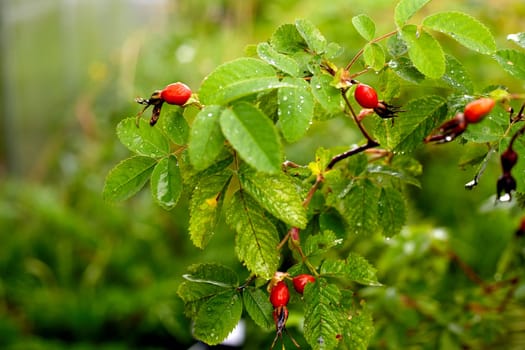 Red briar berries on a branch cluseup green