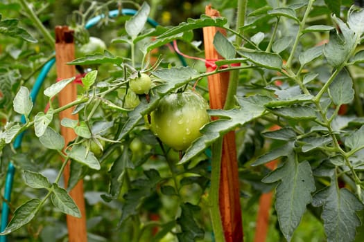 an unripe green tomato on a bush in a garden with wooden plant supports