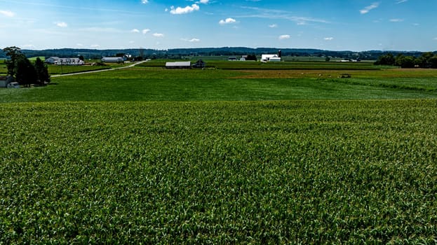 A vast expanse of green corn plants fills the landscape under a bright blue sky. Farm buildings dot the horizon, showcasing a rural setting rich in agricultural life.
