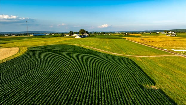 Lush green crops cover expansive fields in a serene countryside setting. The bright sky complements the vibrant land as farms dot the horizon, showcasing tranquil rural life.