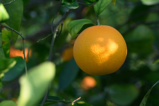 A cheerful orange fruit glows under the sun's warm rays amidst lush green foliage, creating a delightful atmosphere.
