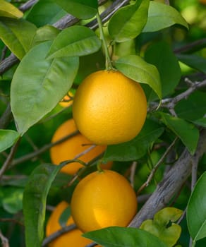 Ripe oranges dangle from vibrant green leaves under the warm sun, showcasing nature's bounty in full bloom.
