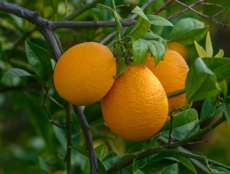 Vibrant oranges dangle from branches while sunlight filters through the leaves, creating a serene orchard scene.