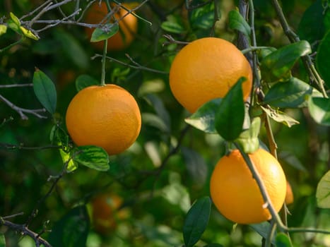 Oranges dangle from vibrant green foliage, basking in warm sunlight on a clear afternoon.