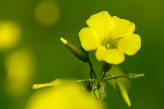 Delicate yellow petals unfurl in a vibrant meadow, capturing the warm sunlight and surrounding greenery beautifully.