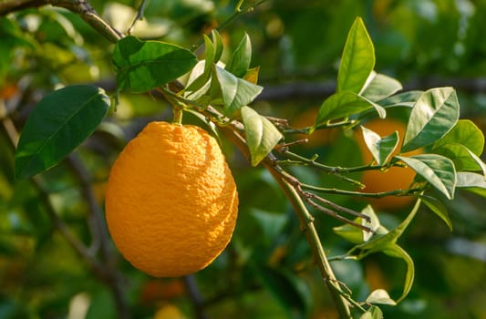 A vibrant orange fruit rests on a branch, surrounded by healthy green leaves, shining in the warm sunlight.