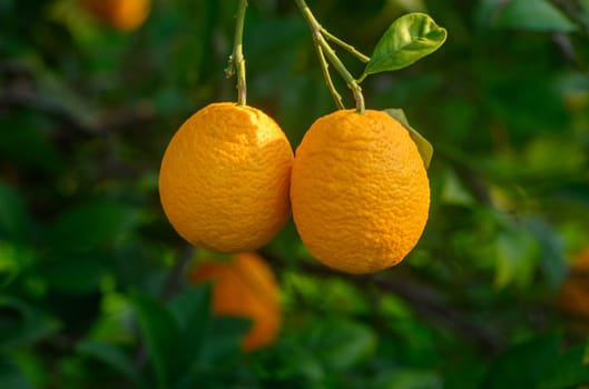 Vibrant oranges cling to branches, illuminated by golden sunlight in a tranquil orchard landscape.