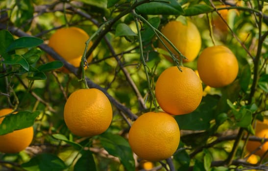 Bright oranges dangle from branches, showcasing their rich color against the vibrant greenery all around.