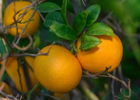 Two vibrant oranges hang from a green branch in a sunny orchard, showcasing nature's bounty in a warm atmosphere.