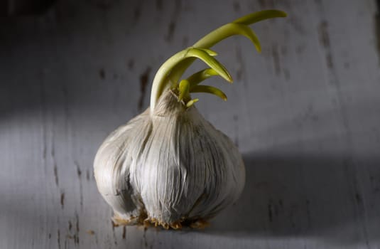 A sprouted garlic bulb rests on a weathered wooden table, showcasing vibrant green shoots reaching upward.