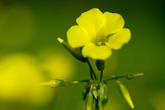 Delicate yellow petals open wide under warm sunlight, surrounded by vibrant green leaves in a tranquil garden setting.