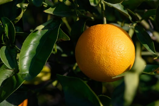 Ripe oranges dangle from lush green branches, basking in warm sunlight in a lively orchard setting.