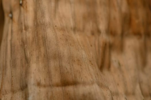Intricate patterns of wood grain showcase natural beauty and craftsmanship under soft, diffused lighting.