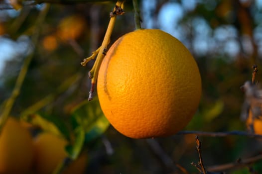 Lush orange fruit ripens under the sun, illuminating the vibrant green leaves surrounding it, capturing nature's beauty.