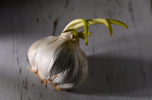 A garlic bulb pushes upward with green sprouts, resting on a rustic surface, illuminated by soft natural light.