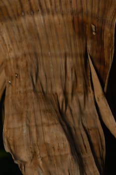 Delicate patterns emerge from old wood, showcasing nature's artistry under soft illumination.