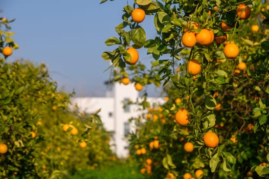 Vibrant oranges hang from lush green trees under a clear blue sky, signaling a bountiful season ahead.