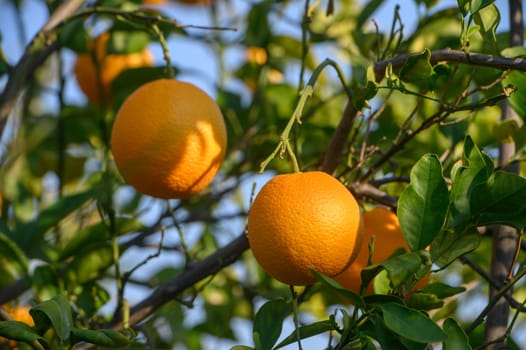 Golden oranges dangle from rich green leaves, basking in the warm sun while nature thrives around them.