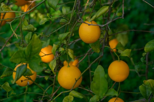 Golden oranges dangle from green branches, basking in sunlight amidst vibrant leaves in a peaceful grove.