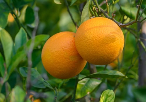 Two bright oranges hang together on a tree surrounded by lush foliage under warm sunlight.