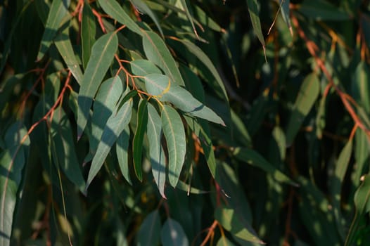 Bright eucalyptus leaves sway gently against a clear sky, capturing the essence of a tranquil afternoon outdoors.