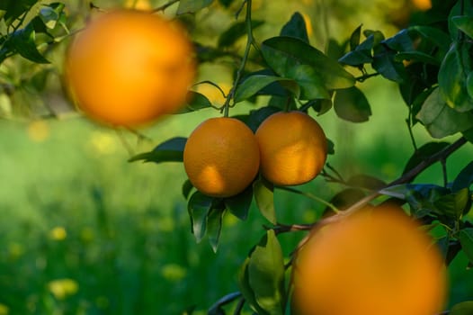 Ripe oranges dangle gracefully from vibrant green leaves, illuminated by warm sunlight in a peaceful orchard setting.
