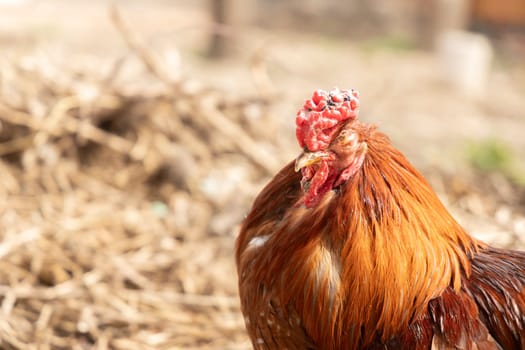 A close-up of a ginger rooster. Illustrate related to farming, survival, countryside living, or the unique nature of animals