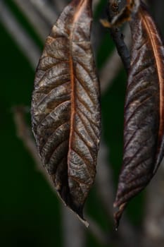 Beneath a gentle light, dry leaves dangle from a branch, showcasing intricate textures and a rich earthy palette.