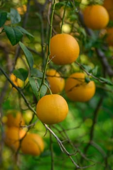 Bright oranges dangle invitingly among lush green leaves, showcasing the beauty of nature in a sunlit orchard.