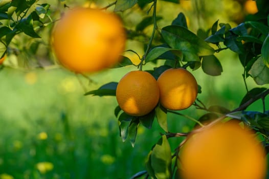 Bright oranges hang from branches, illuminated by sunlight in a lush green grove during a sunny afternoon.