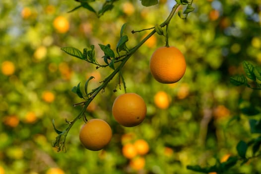 Golden oranges dangle from a leafy branch, basking in the warm glow of sunlight in a vibrant orchard.