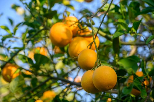 Bright oranges dangle from lush green branches, basking in warm sunlit rays in a serene orchard setting.