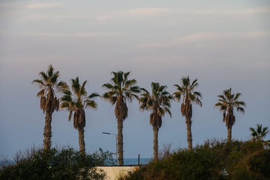 Palm trees stand gracefully as the sun sets, casting long shadows over the tranquil coastal landscape.