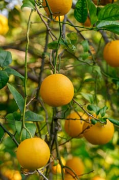 Juicy oranges dangle from vibrant green leaves, showcasing the beauty of nature on a sunny day in the orchard.
