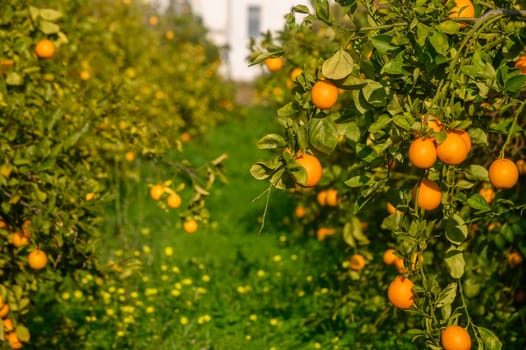 Rows of lush orange trees bear heavy fruit, illuminated by golden sunlight and surrounded by soft green grass.