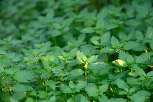 Fresh nettles thrive in a vibrant patch, illuminated by warm sunbeams on a tranquil summer day.