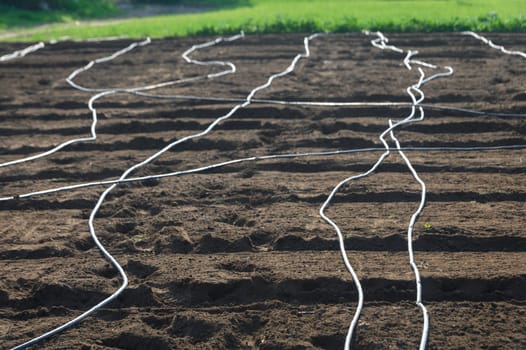 Irrigation lines stretch across dark soil in a field ready for planting, illuminated by warm sunlight during midday.
