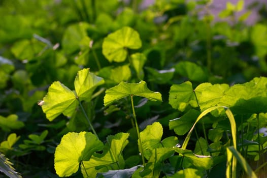 Lush green foliage glimmers under the sun's rays, creating a peaceful atmosphere in a serene outdoor space.