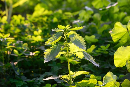 Fresh plants bask in warm sunlight, creating a peaceful atmosphere filled with vibrant green shades.