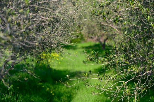 A tranquil pathway invites exploration through vibrant green grass and olive trees under the warm sunlight.