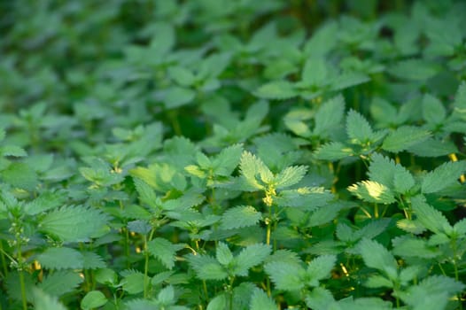 Lush stinging nettles glow in the sunlight, creating a vibrant green tapestry in the garden mid-summer.