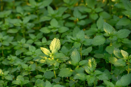 Vibrant nettle plants bask in soft sunlight, creating a serene atmosphere in a peaceful forest environment.