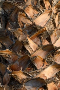 Close-up of a pineapple revealing intricate patterns and textures found on its rough surface in natural light.