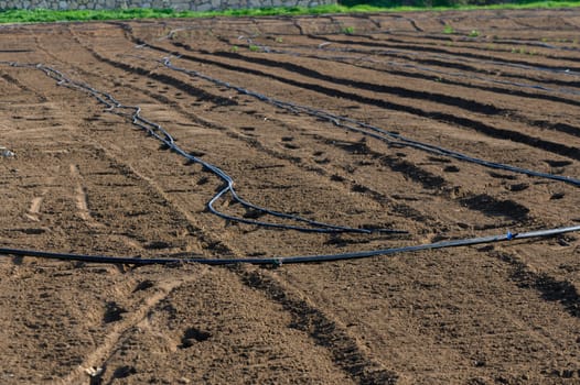 Black tubing stretches over tilled soil, highlighting the farmer's careful prep for the upcoming growing season.