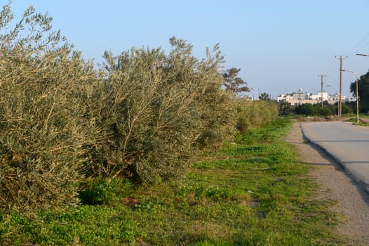 Olive trees stretch along a peaceful road, while a gentle breeze whispers through the leaves at dusk.