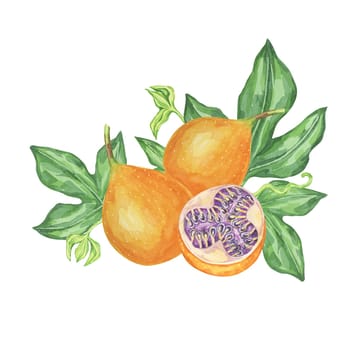 Sweet granadilla watercolor clipart shows two orange fruits with green leaves and a sliced fruit revealing the seeds. Perfect for culinary illustrations, kitchen wall art, and botanical prints