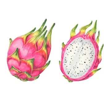 Pitaya watercolor featuring two whole pink dragon fruits, one of them cut open to reveal white flesh with black seeds. Clipart for food packaging, digital designs, and exotic fruit-themed merchandise