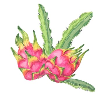 Pink pitahaya watercolor clipart depicting two whole fruits with green cactus leaves. Pitaya Arrangement Ideal for culinary illustrations, food packaging, and botanical-themed projects