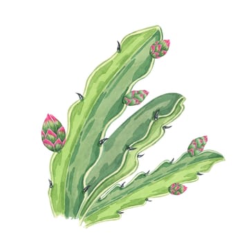 Pitahaya buds watercolor clipart featuring a small dragon fruit buds with green succulent leaves, growing on the cactus . Ideal for food-related designs, digital art, and botanical illustrations
