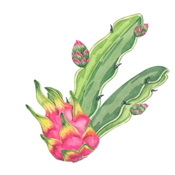 Pitahaya watercolor clipart featuring a whole dragon fruit with green succulent leaves, along with small cactus buds. Ideal for food-related designs, digital art, and botanical illustrations